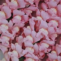 Maryland True Pink Bloom