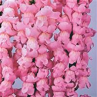 Maryland Yosemite Pink Bloom
