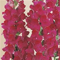 Monaco Violet Bloom