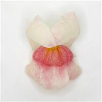 Potomac™ Appleblossom FloretShot, White Background