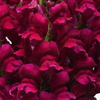 Potomac™ Royal Bloom