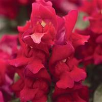 Snapshot™ Red Bloom