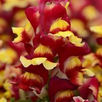 Snapshot™ Red Bicolor Bloom
