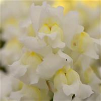 Snapshot™ White Bloom