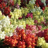 Snapshot™ Mixture Bloom