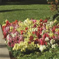 Snapshot™ Mixture Commercial Landscape 1