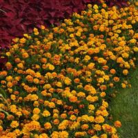 Bonanza™ Bee Landscape