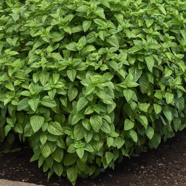 Basil Everleaf Lemon Garden