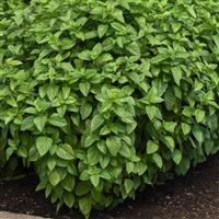 Basil Everleaf Lemon Garden