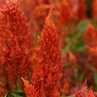 Sunday™ Bright Orange Bloom