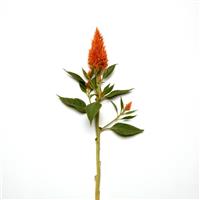 Sunday™ Bright Orange Single Stem, White Background