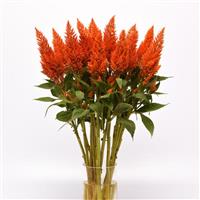Sunday™ Bright Orange Mono Vase, White Background