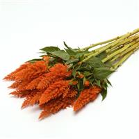 Sunday™ Bright Orange Grower Bunch