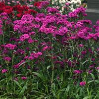 Dynasty Orchid Landscape
