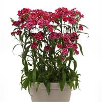 Dynasty Rose Lace Container