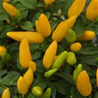 Acapulco™ XP Yellow Bloom