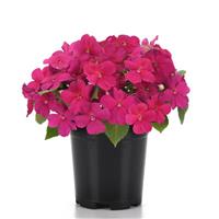 Beacon<sup>®</sup> Violet Shades Container