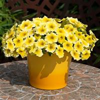 Caliburst™ Yellow Container