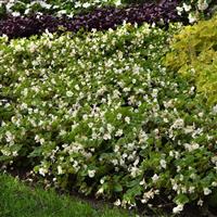 Hula™ White Commercial Landscape 1