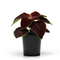 Coleus, Premium Sun Chocolate Mint Container