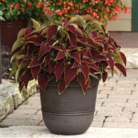 Coleus, Premium Sun Ruby Heart Container