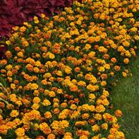 Bonanza™ Bee Landscape