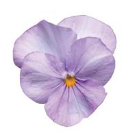 Sorbet<sup>®</sup> Lavender Pink Bloom