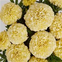 African Marigold Lanna Lace Bloom