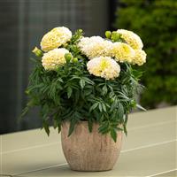 African Marigold Lanna Lace Container