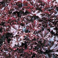 Heuchera Melting Fire Bloom