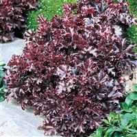 Heuchera Melting Fire Landscape