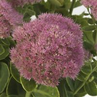 Sedum spectabile Spectacular Bloom