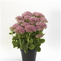 Sedum spectabile Spectacular Container