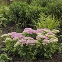 Sedum spectabile Spectacular Garden