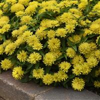 Double Zahara™ Yellow Commercial Landscape 3