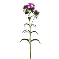 Amazon™ Purple Magic Single Stem, White Background