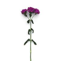 Amazon™ Neon Purple Single Stem, White Background