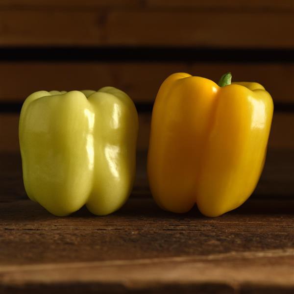 Pepper Spotlight Bloom