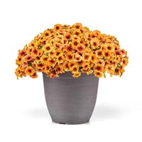 Caliburst™ Nectarine Container