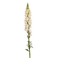 Monaco Ivory White Single Stem, White Background