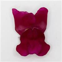 Potomac™ Royal FloretShot, White Background