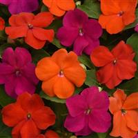 Beacon<sup>®</sup> Sanibel Mixture Bloom