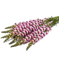 Monaco Plumblossom Grower Bunch