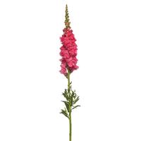 Monaco Dark Pink Single Stem, White Background