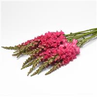 Monaco Dark Pink Grower Bunch
