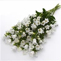 Campana White Grower Bunch