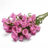 Campana Pink Improved Grower Bunch