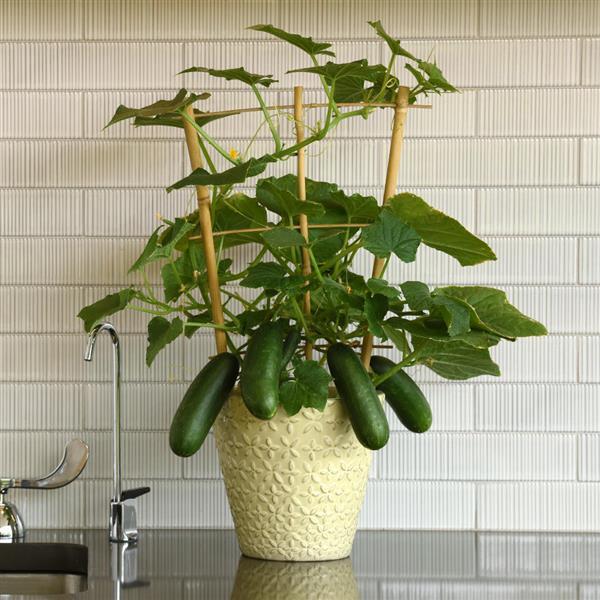 Edible Potted Cucumber Quick Snack Container