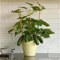 Edible Potted Cucumber Quick Snack Container