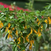Edible Potted Pepper Hot Lemon Zest Bloom